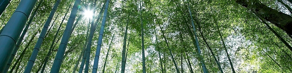 Jungle with bamboo grove